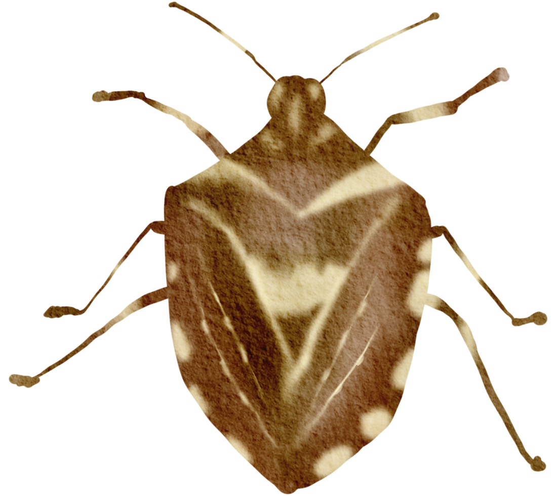 Bug watercolor insect hand painted png