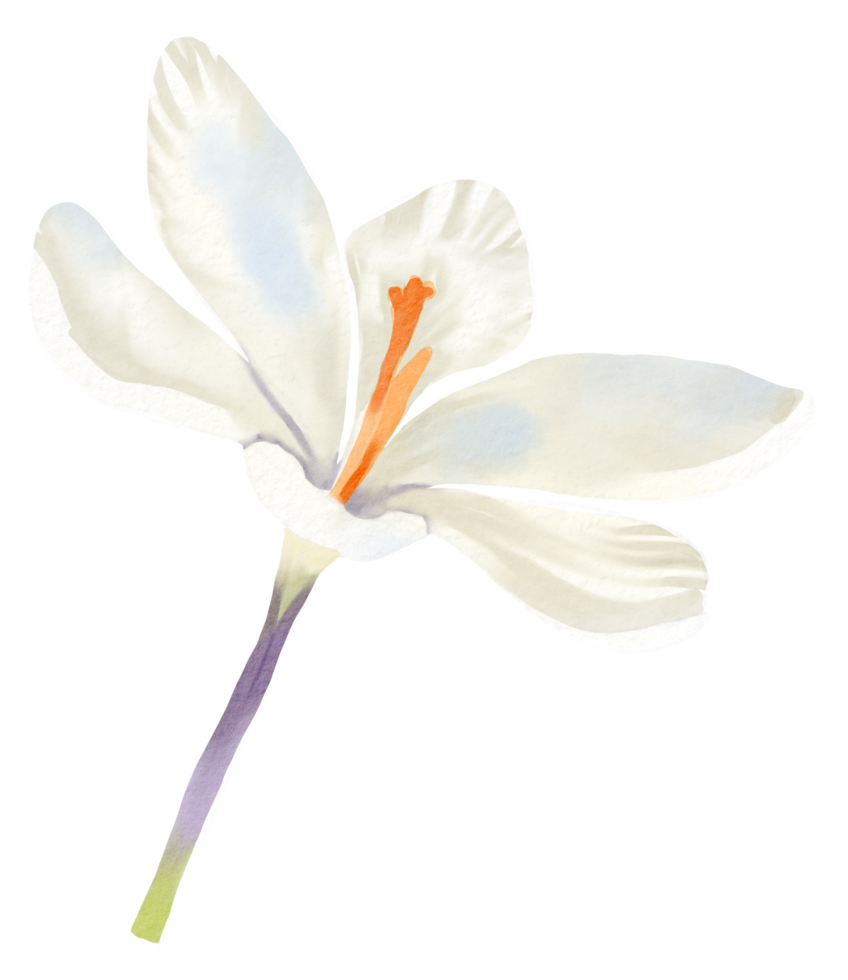 waterverf bloemen botanisch hand- verf png