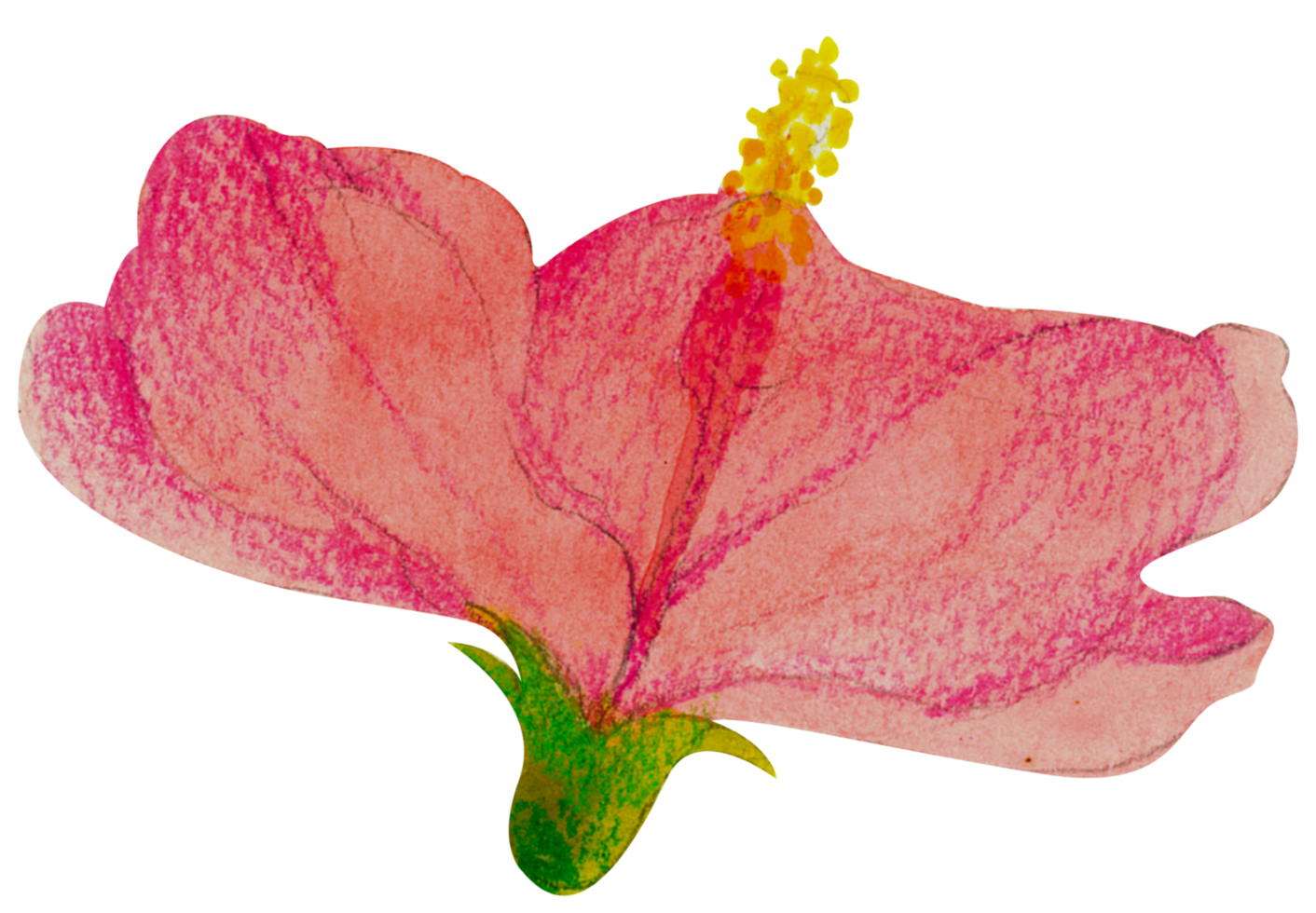 peinture à la main botanique florale aquarelle png