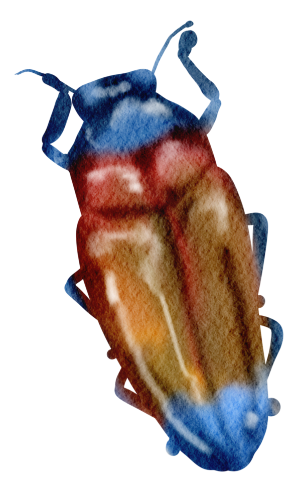 bogue aquarelle insecte peint à la main png