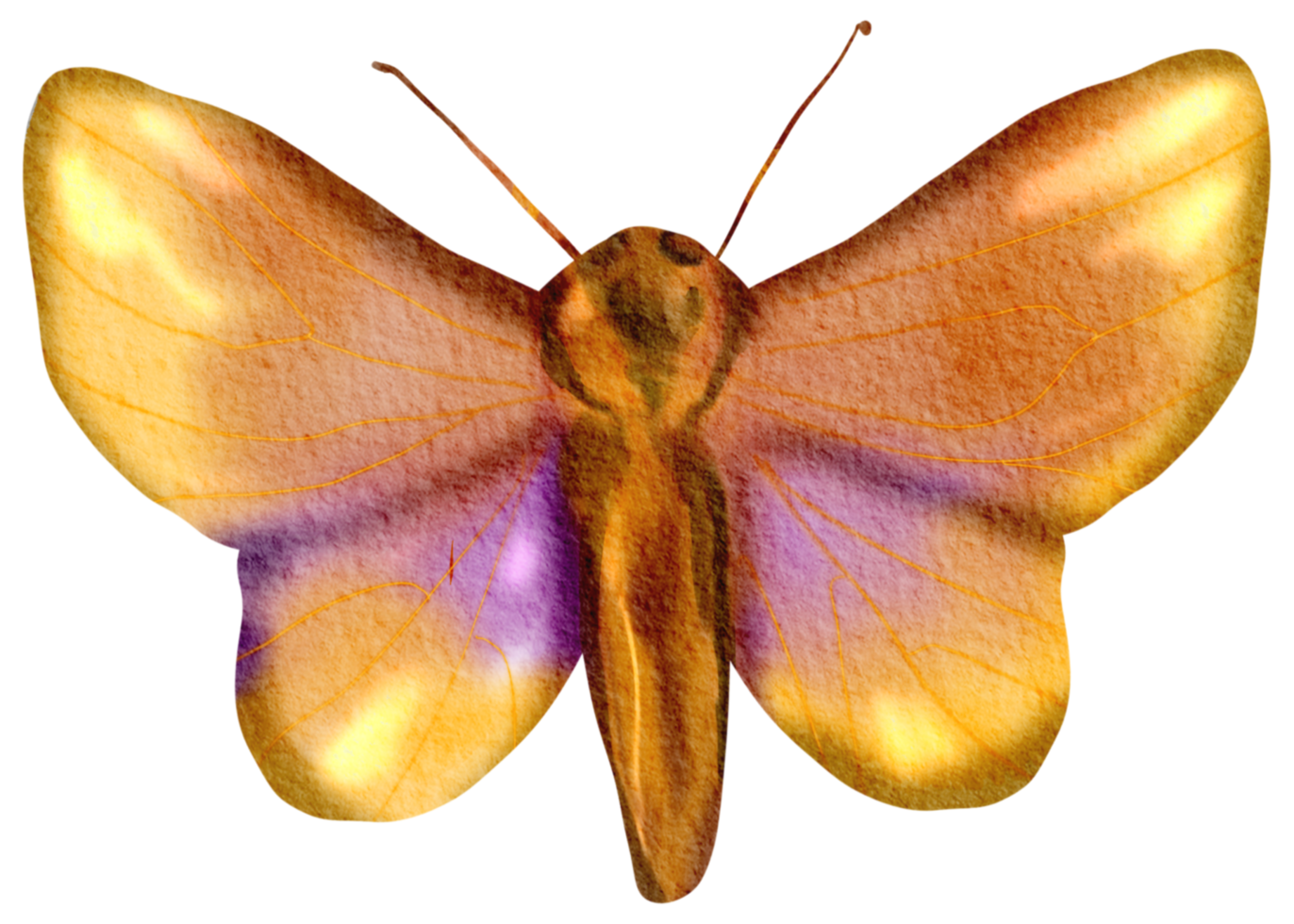 papillon aquarelle insecte peint à la main png