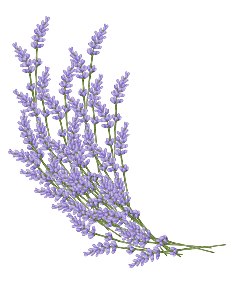 acuarela violeta floral botánico png