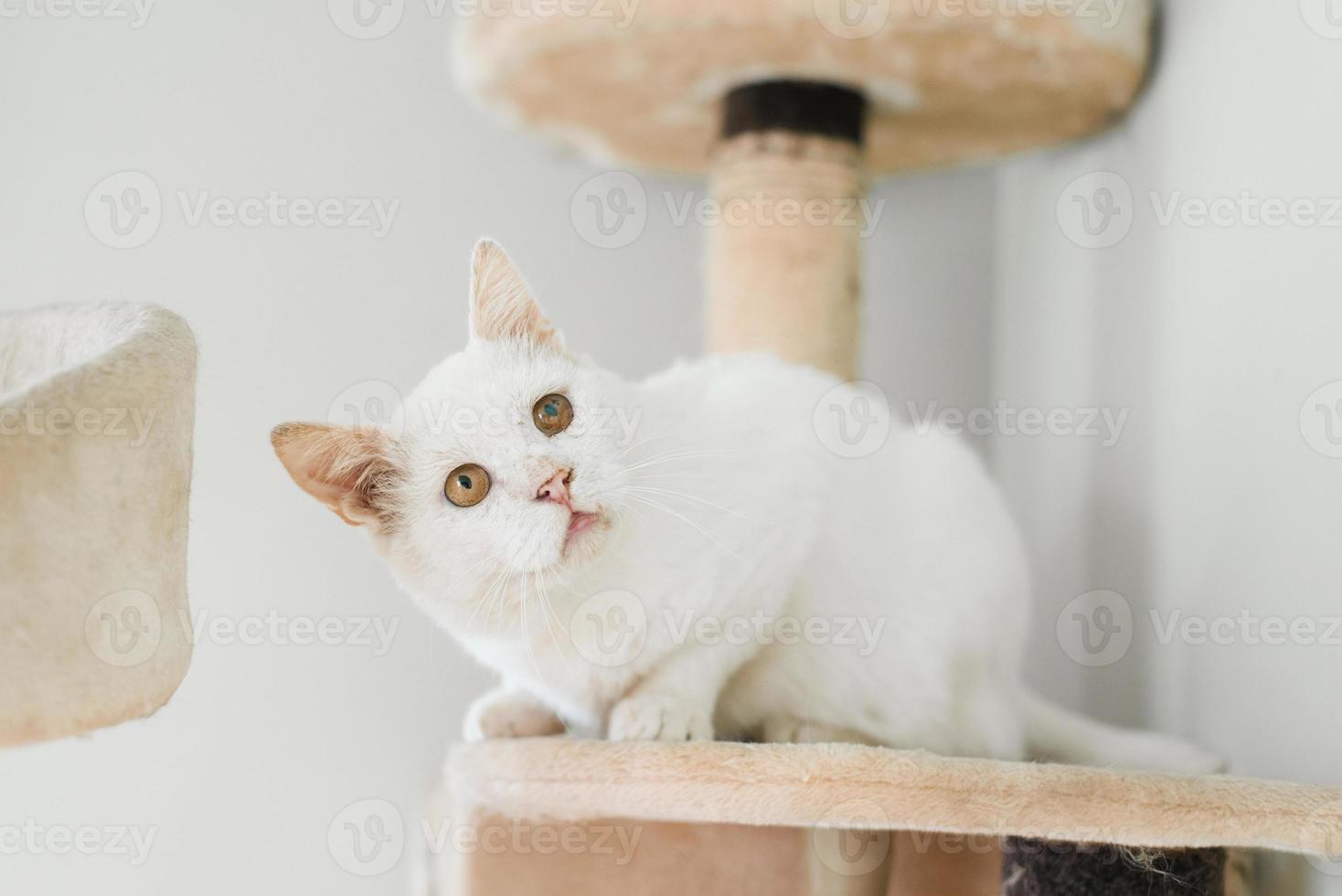 A white cat, who was rescued on the street, with a sore eye, sits in his house scratching post and looks attentively photo