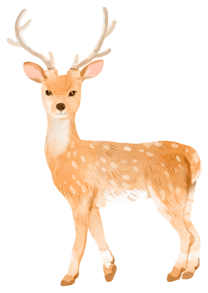 aquarela de animal adorável da floresta png