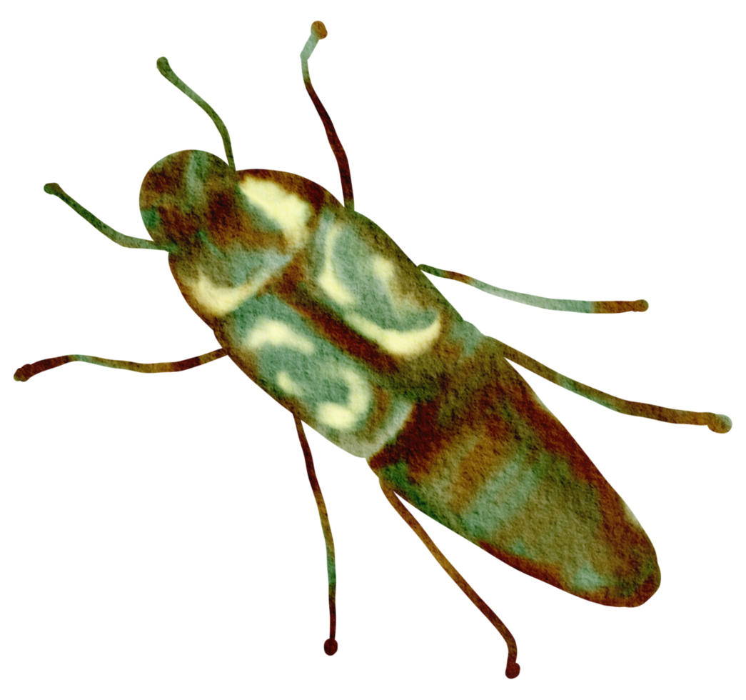 insecto acuarela insecto pintado a mano png