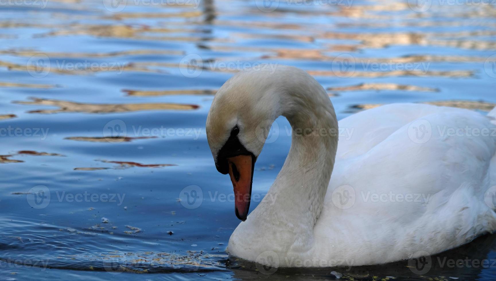 cisnes blancos con pico naranja y patos nadan en el lago sobre fondo de agua azul. paisaje mágico con pájaro salvaje y reflejo en el agua. foto