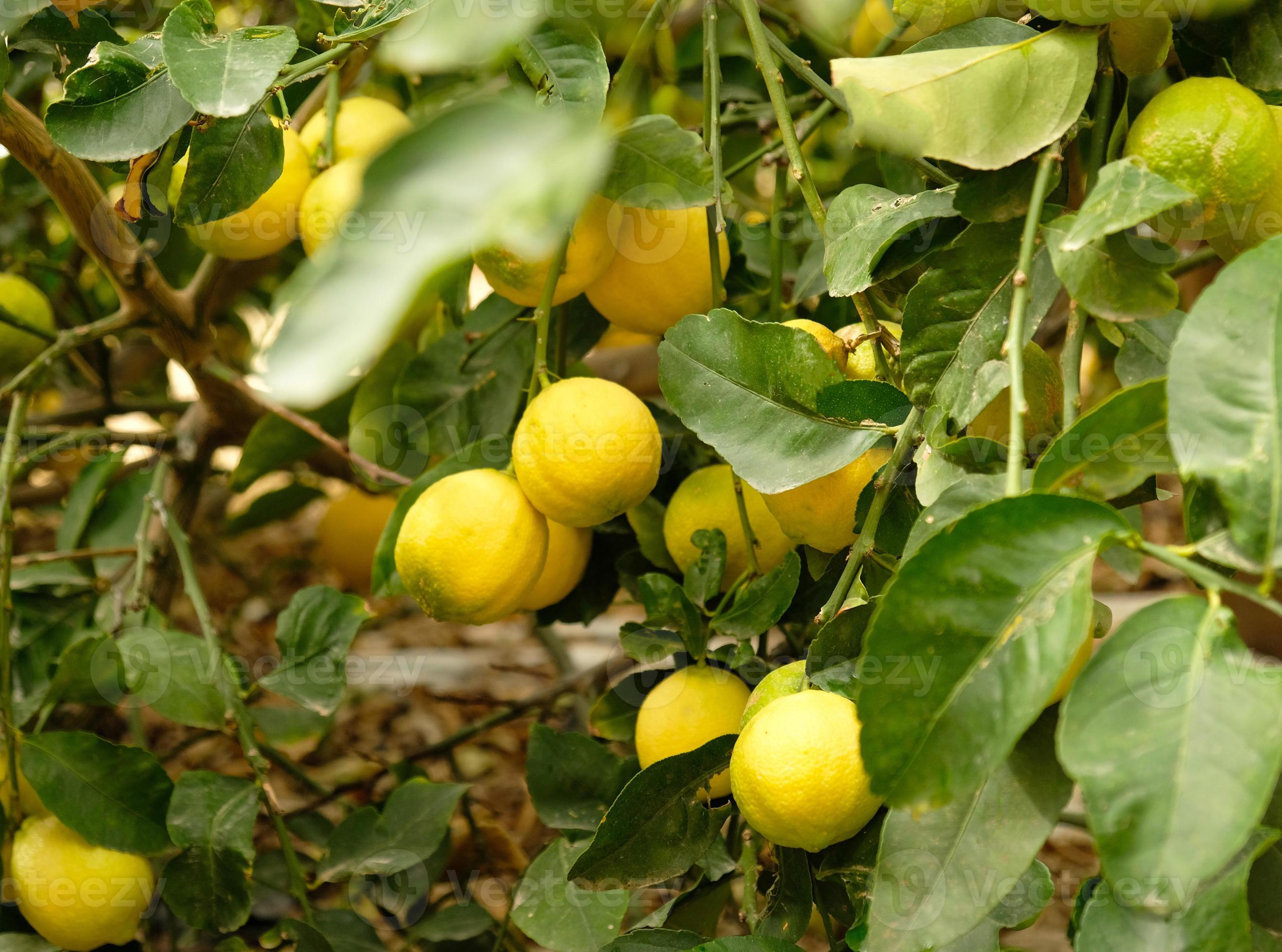 Where To Buy A Lemon Plant