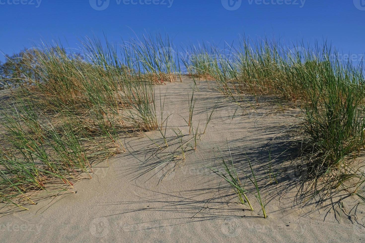 Sand dunes on the shore of the Baltic Sea. Marram grass growing in the sand. Landscape with beach sea view, sand dune and grass. photo