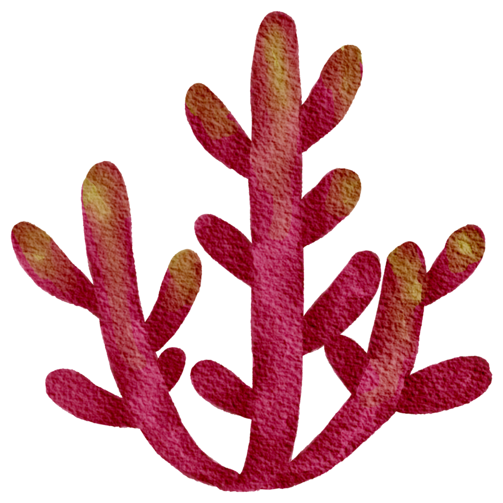 cactus suculento planta acuarela png