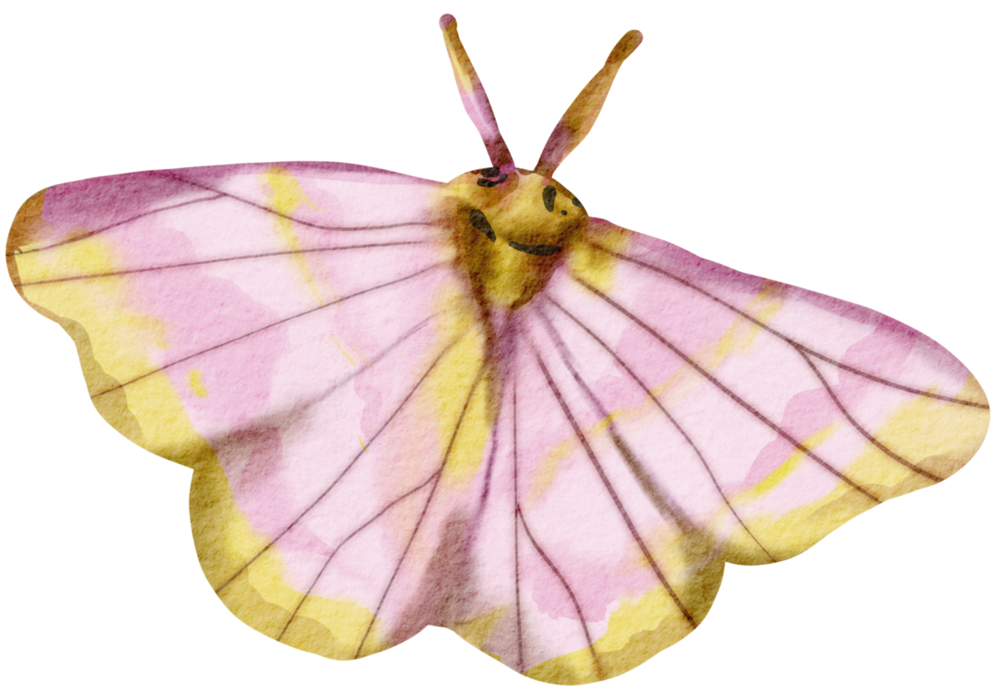 Schmetterling Aquarell Insekt handbemalt png