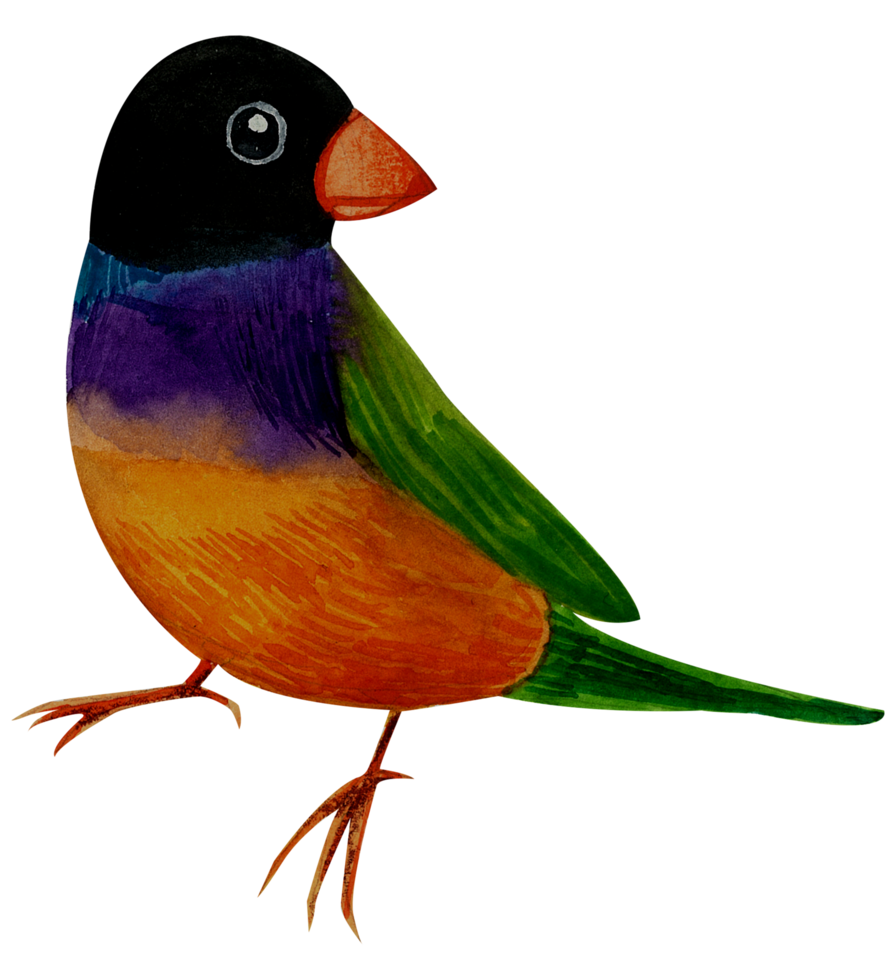 Little Bird watercolor hand paint png