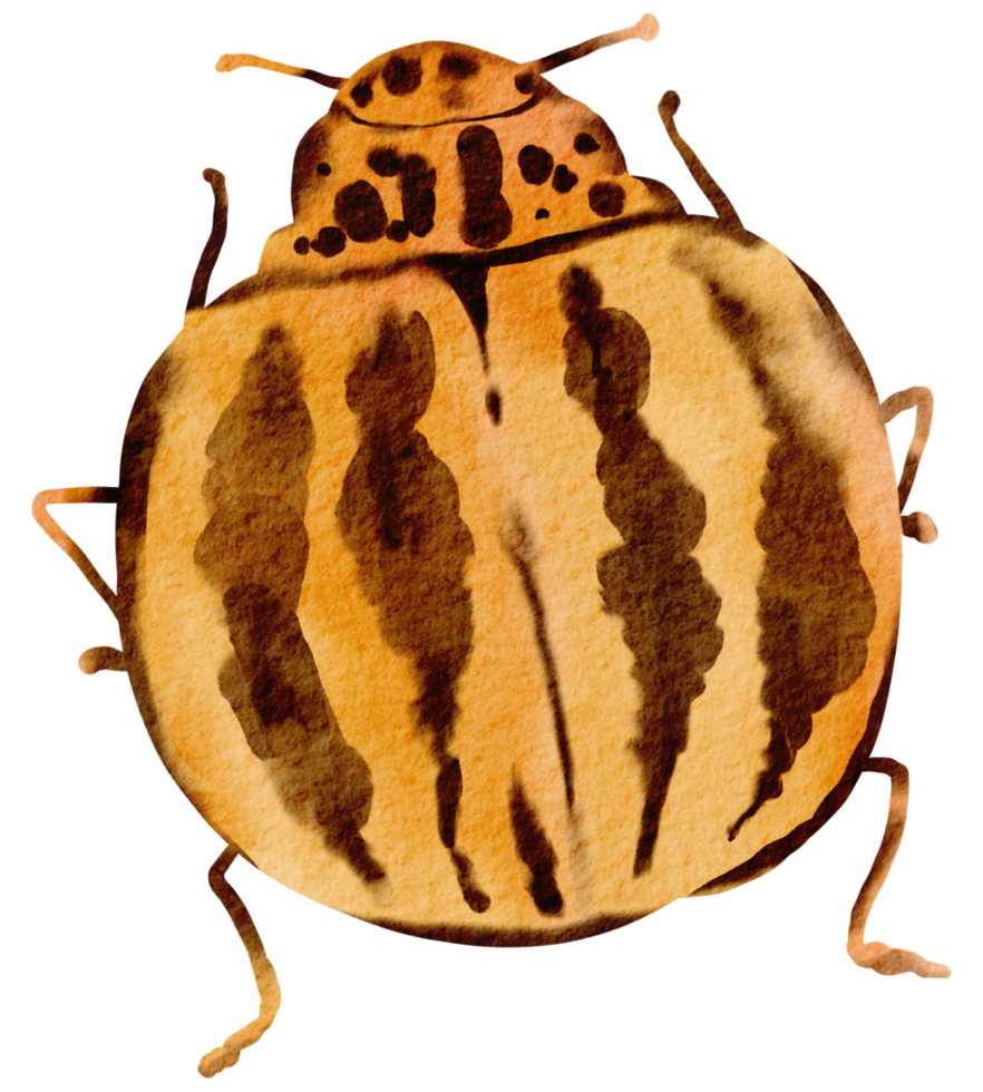 Bug watercolor insect hand painted png