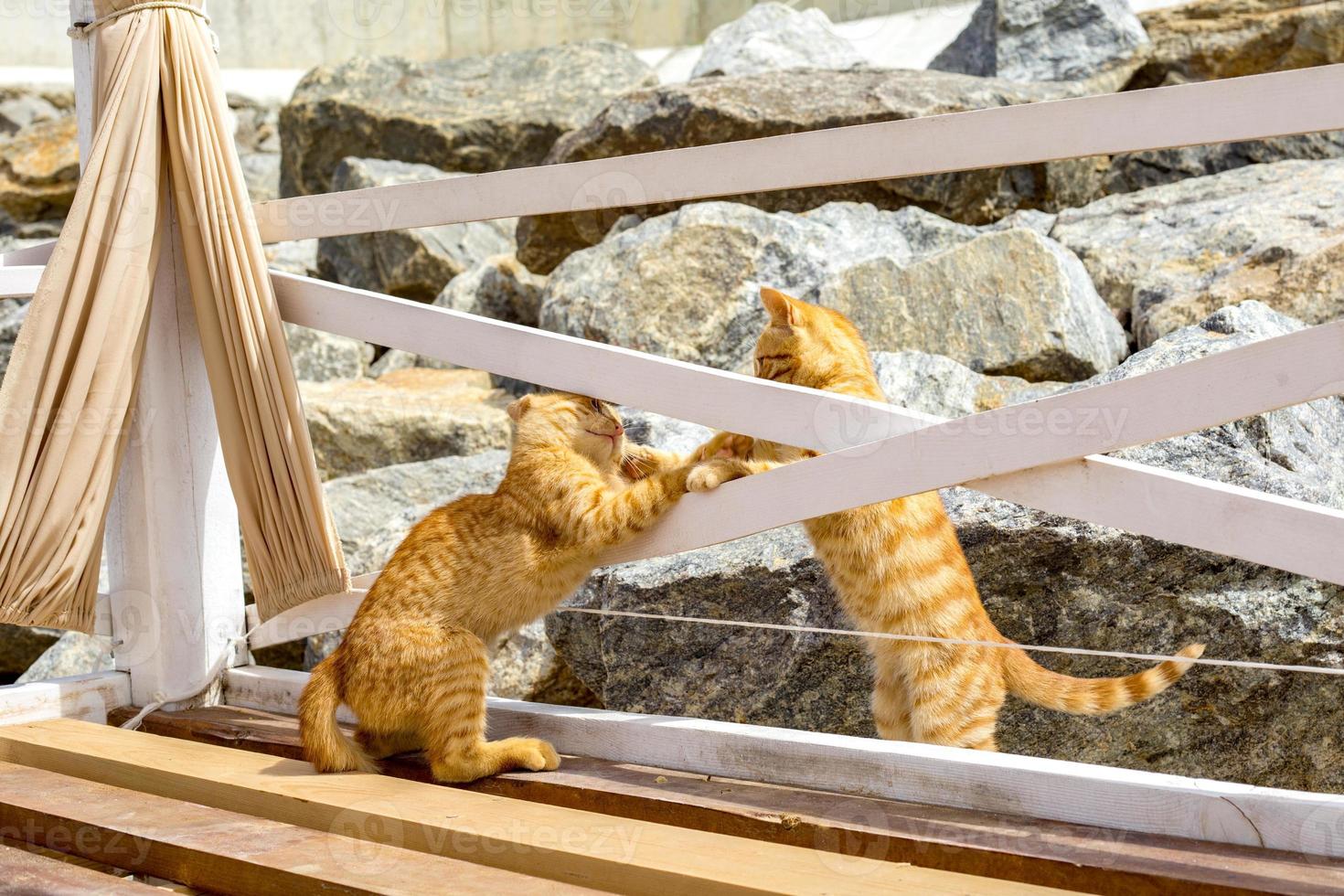 Two Yellow kittens playing outside. Two cat fight and play in stone photo