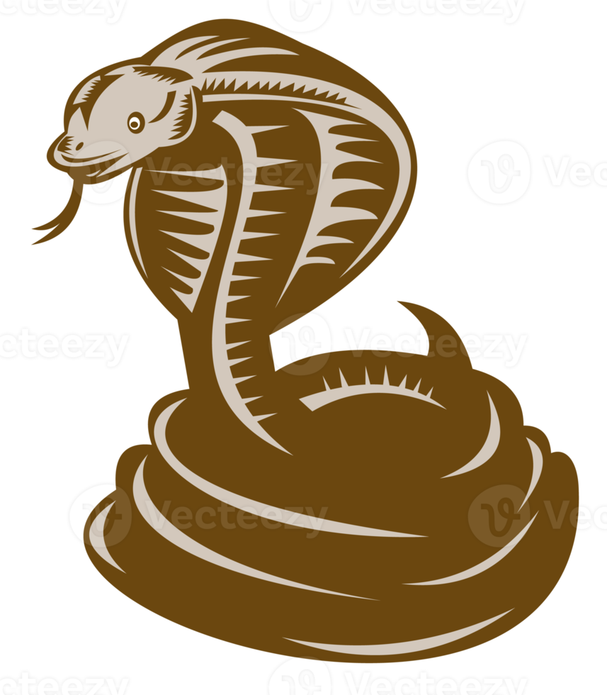 Königskobra rollte sich zusammen, um zuzuschlagen png