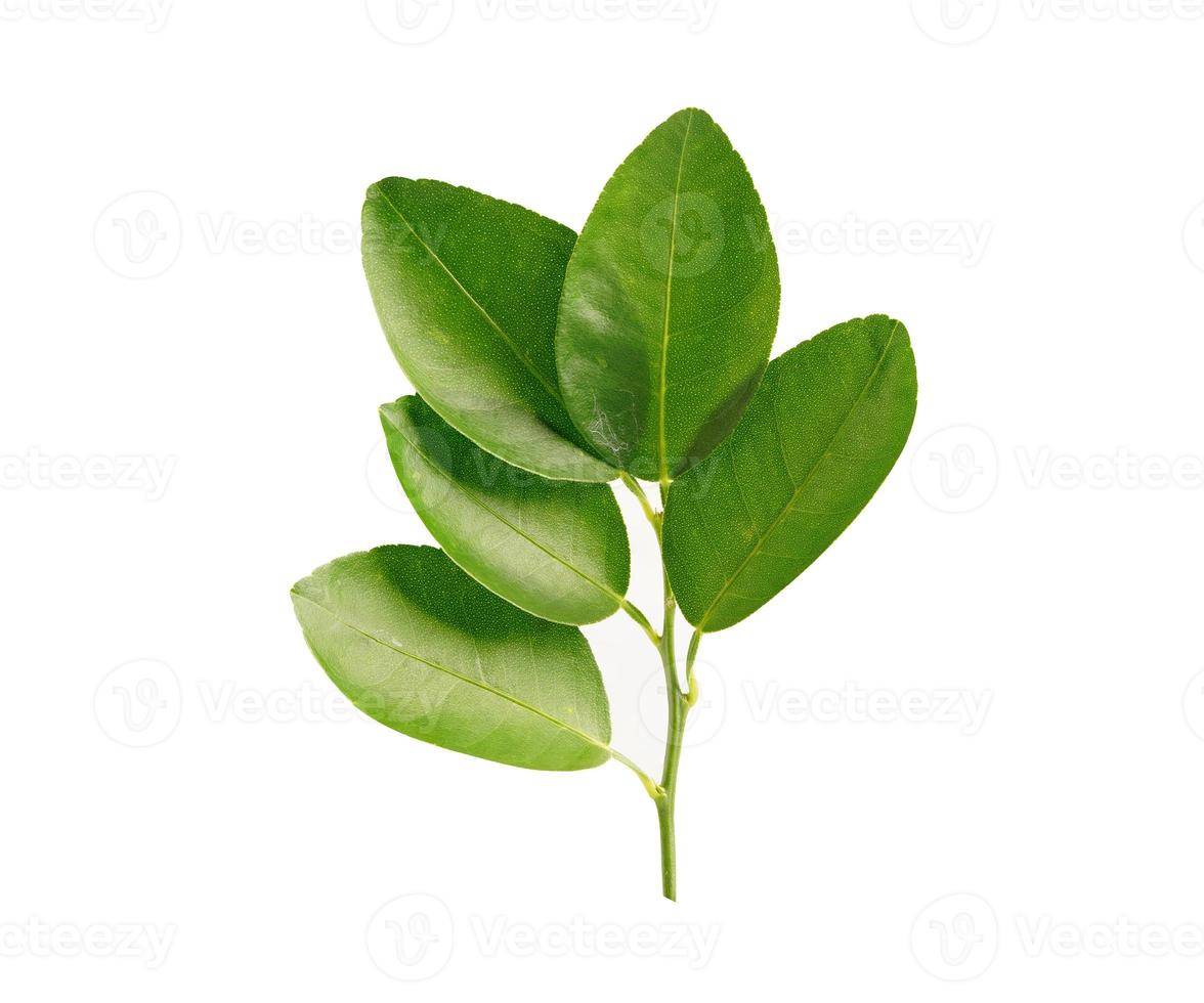 Fresh lemon green leaf isolated on white background with clipping path. photo