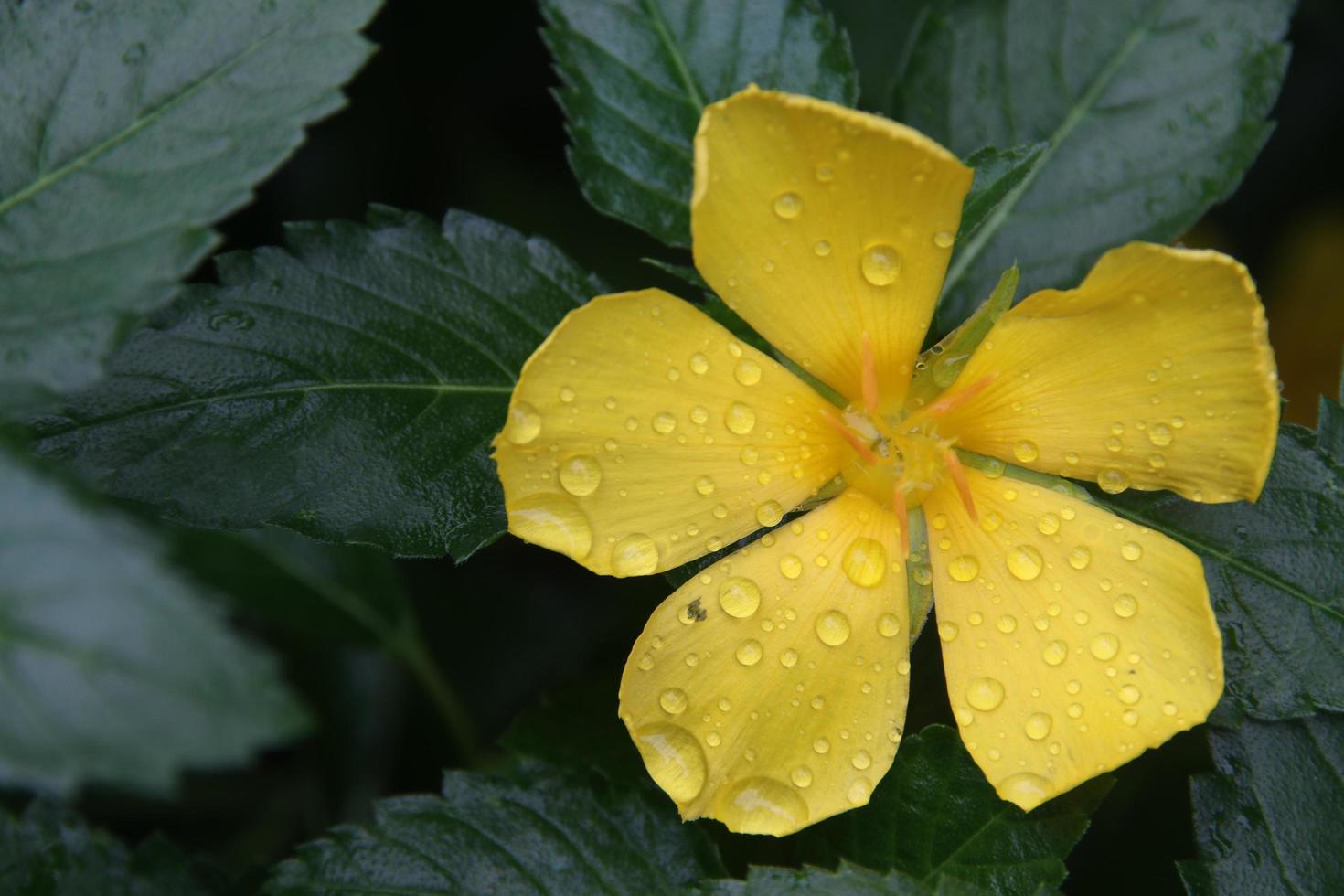 A yellow flower of Sage Rose or West Indian Holly and green leaves background, droplets are on yellow petals. Top view. photo