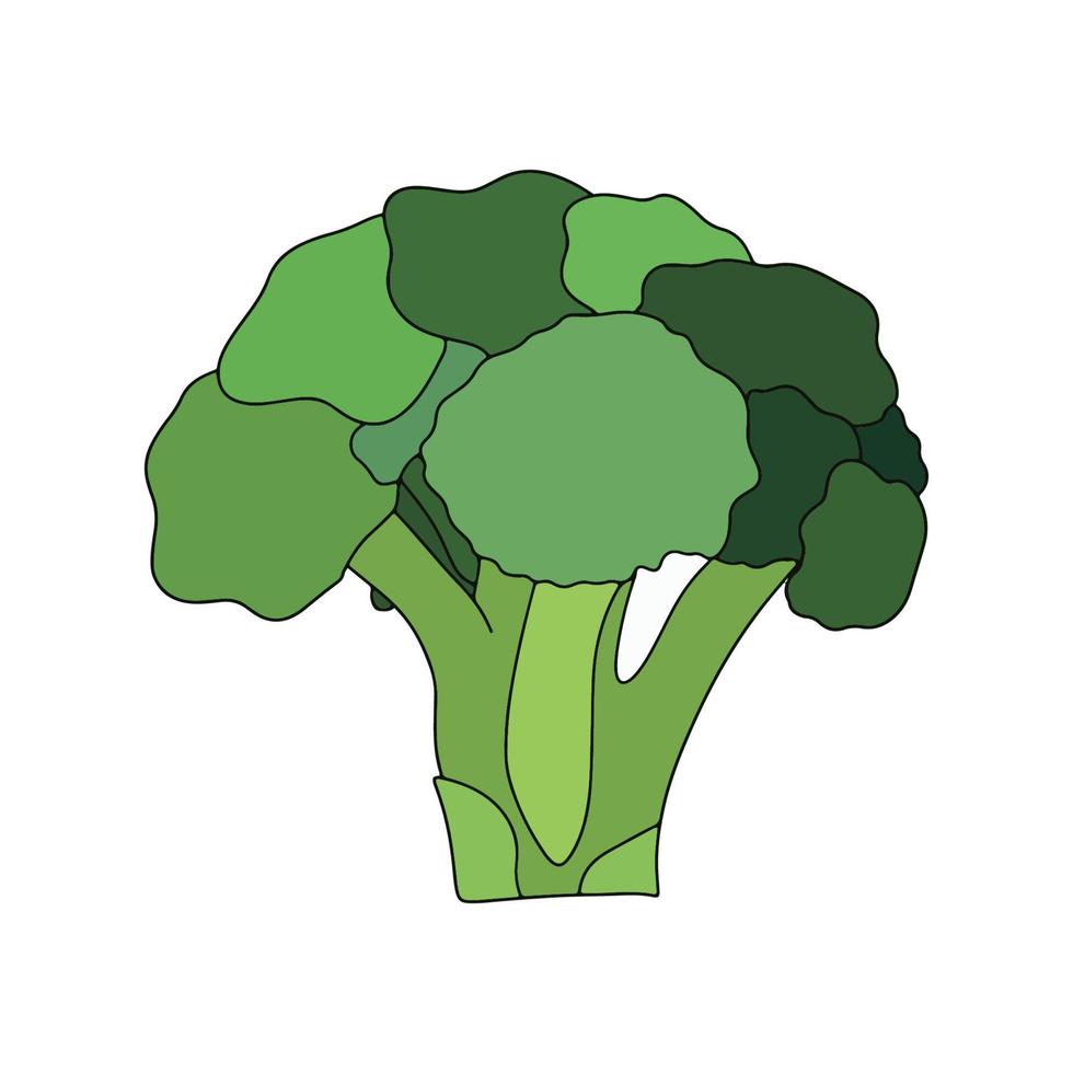 Broccoli. Vector illustration in flat style isolated on white background