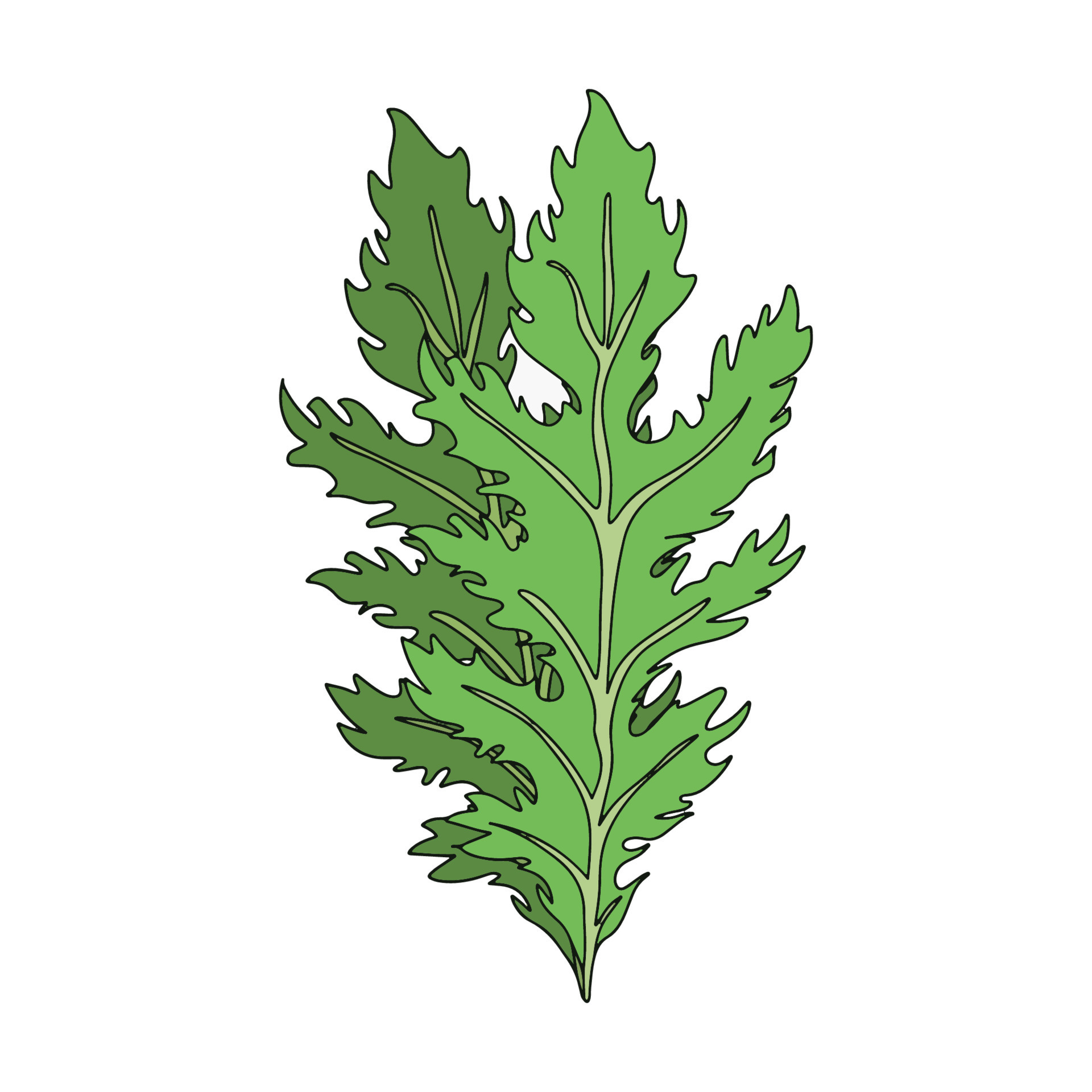 Mizuna lettuce green leaves. Japanese mustard greens vector