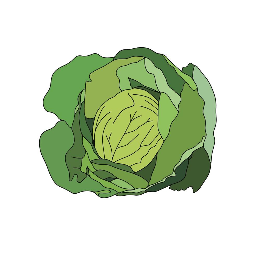 Cabbage with large bright green leaves. Fresh and healthy food. Vegetarian food. Organic salad ingredient. Flat vector icon.