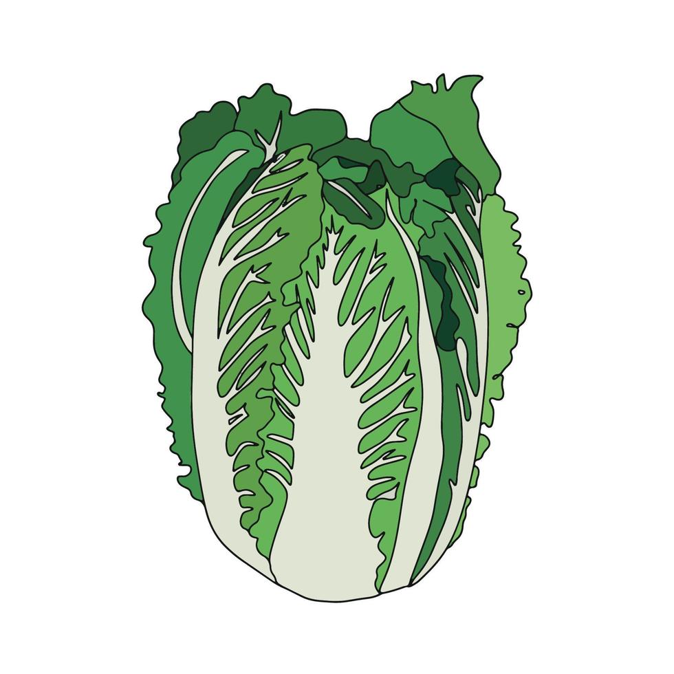 Fresh Chinese cabbage vegetable isolated icon. cabbage for farm market, vegetarian salad recipe design. organic food. Vector illustration in flat style.