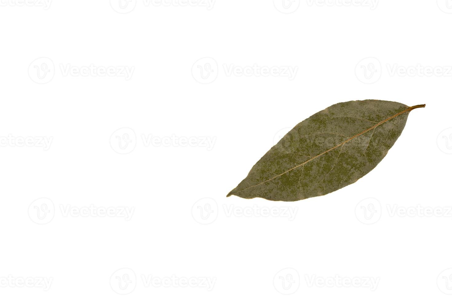 A set of three dry bay leaves on a white isolated background. photo
