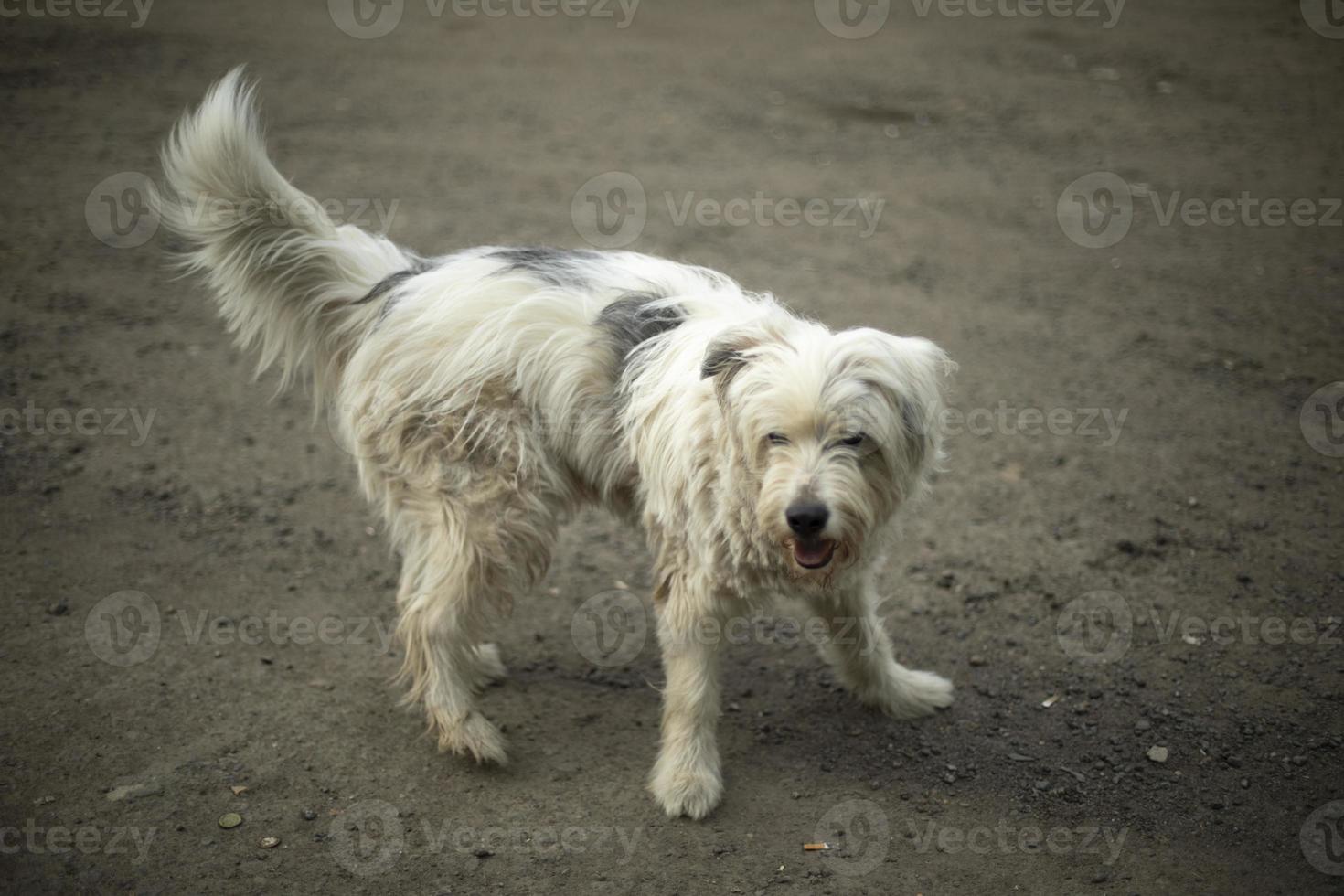 Stray dog on street. Animal in town. Dangerous beast. photo