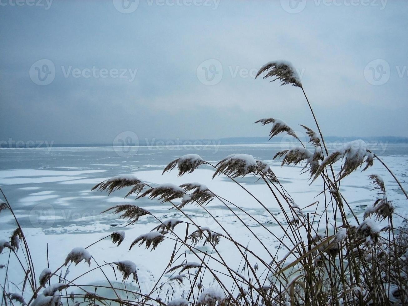 paisaje invernal con plantas cubiertas de nieve cerca de un lago congelado. fondo de nieve en una paleta neutra foto