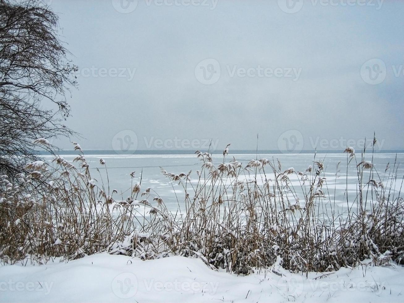 Winter landscape with snow-covered plants near a frozen lake. Snow background in a neutral palette photo