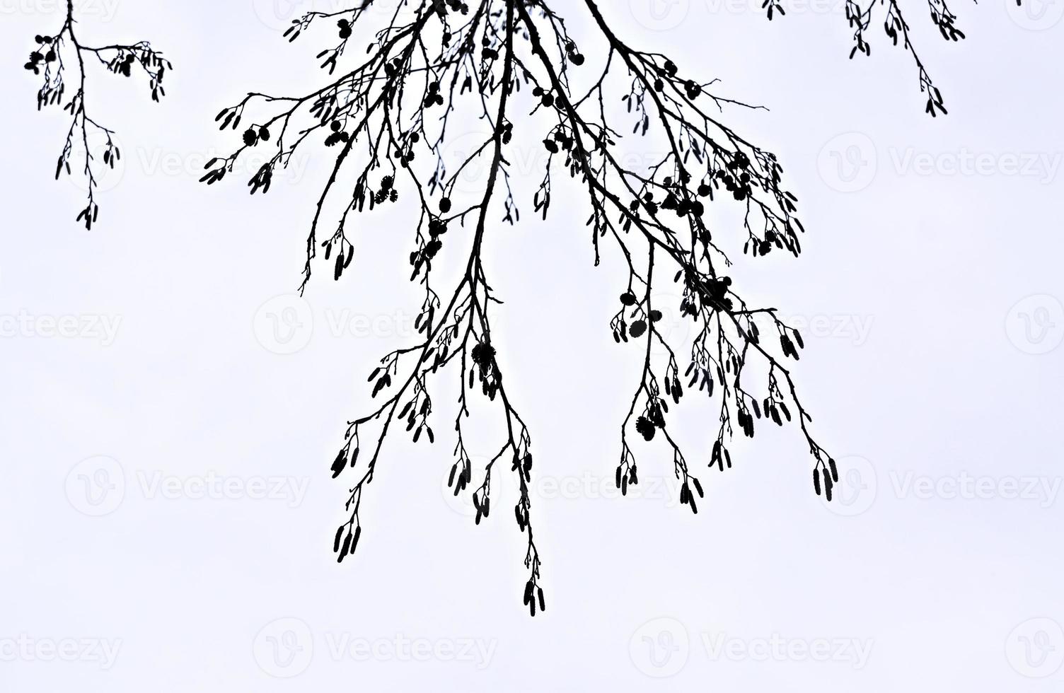 Abstract white background with dry alder branches and catkins photo