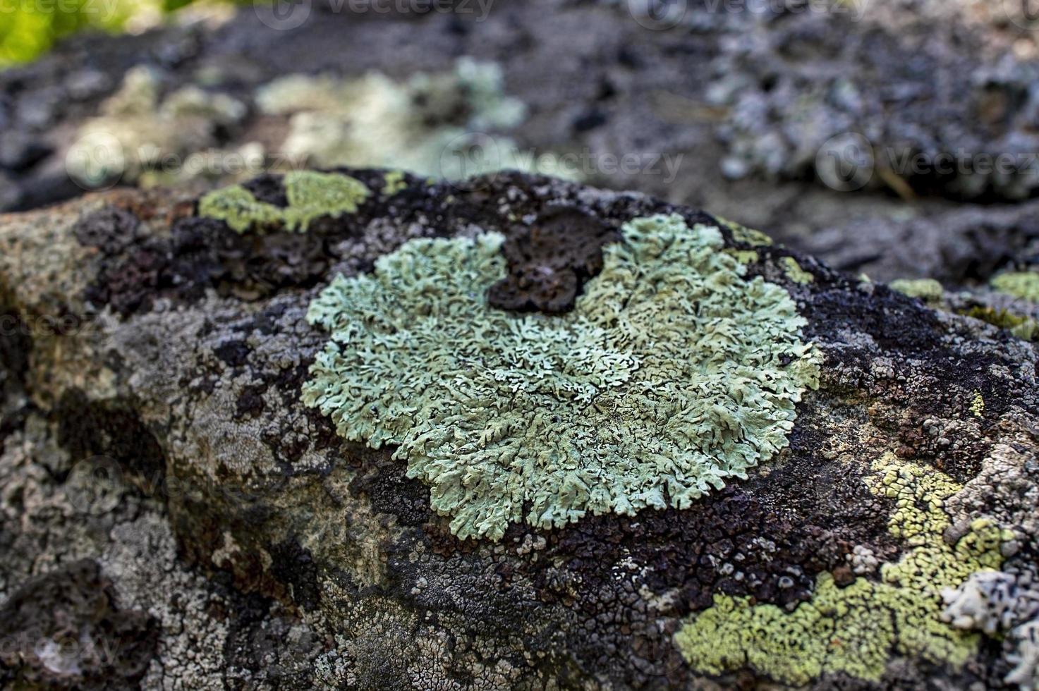 Light green lichens in the shape of a heart close-up on a stone in the forest. Flavoparmelia caperata photo