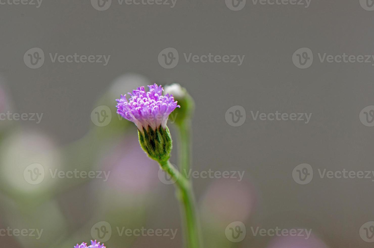 hierba de cabra que florece en el campo de hierba foto