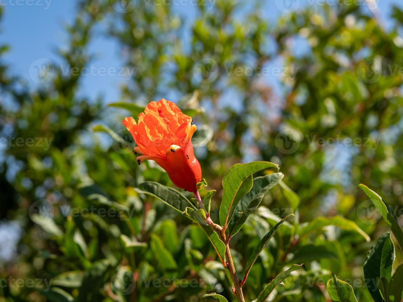 Ripening pomegranate fruit with ants crawling on it photo