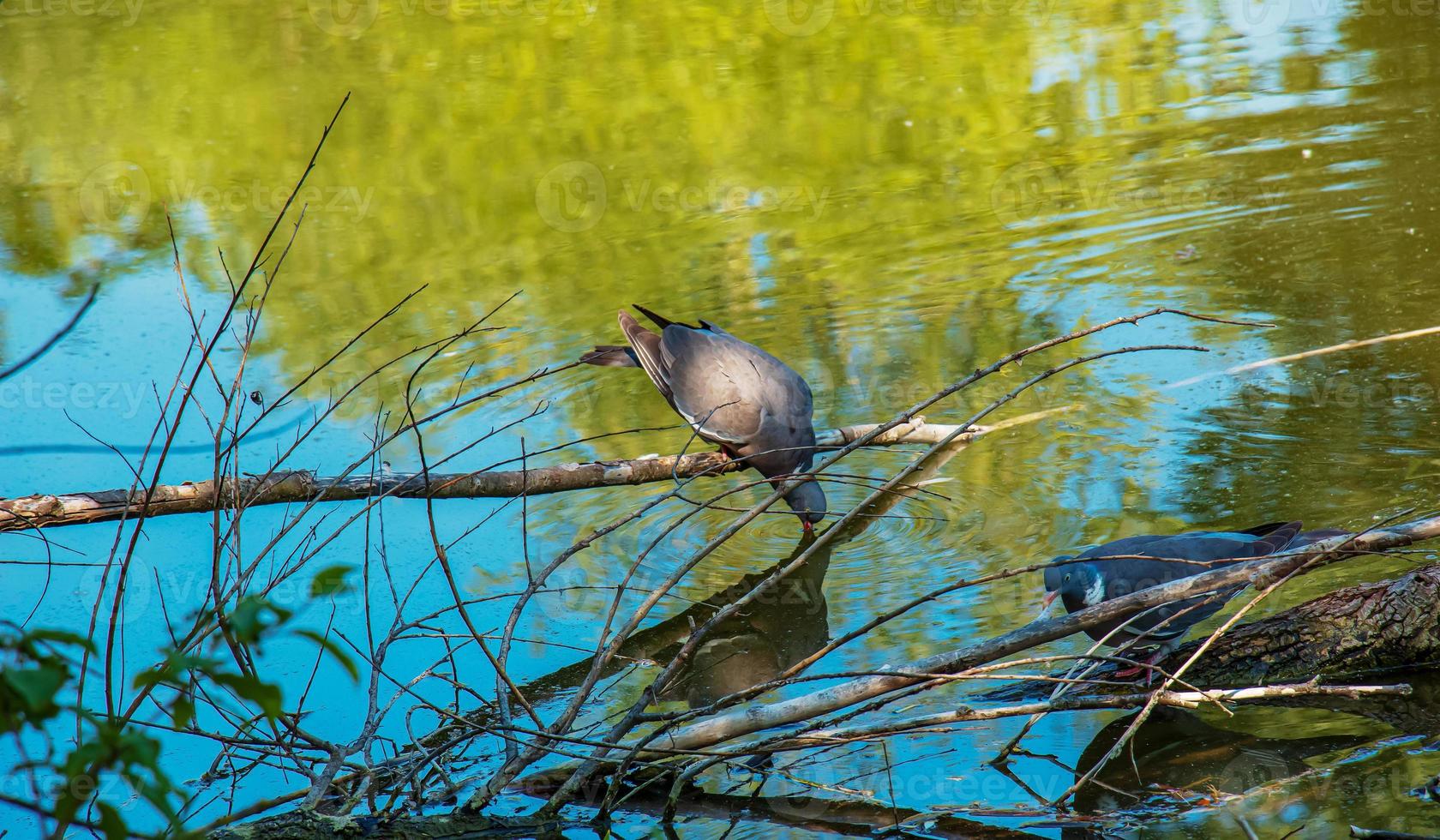 Pigeons on fallen trees on the shore of the pond. The green leaves of the trees are reflected on the surface of the water. photo