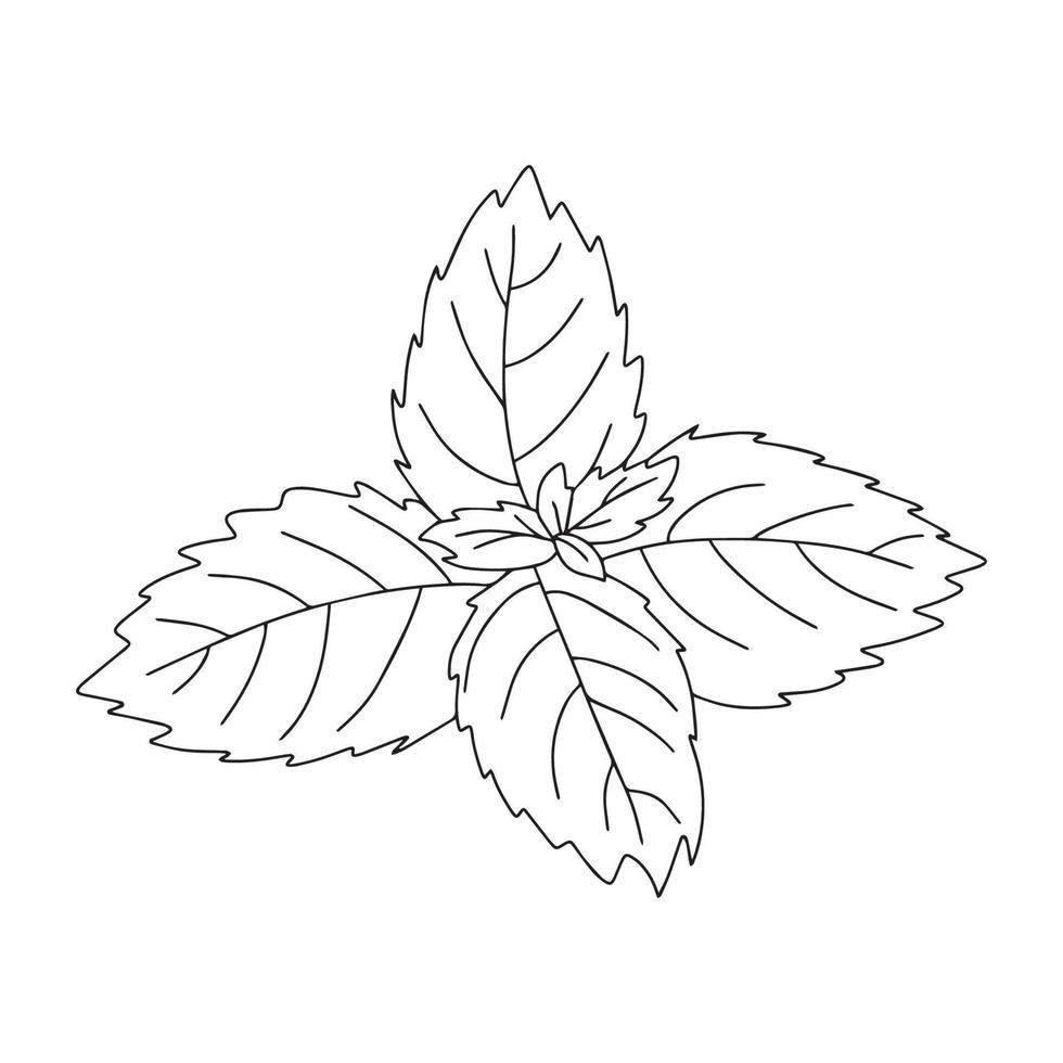 Mint leaf cartoon vector icon.Cartoon vector illustration fresh peppermint. Isolated illustration of mint leaf icon on white background