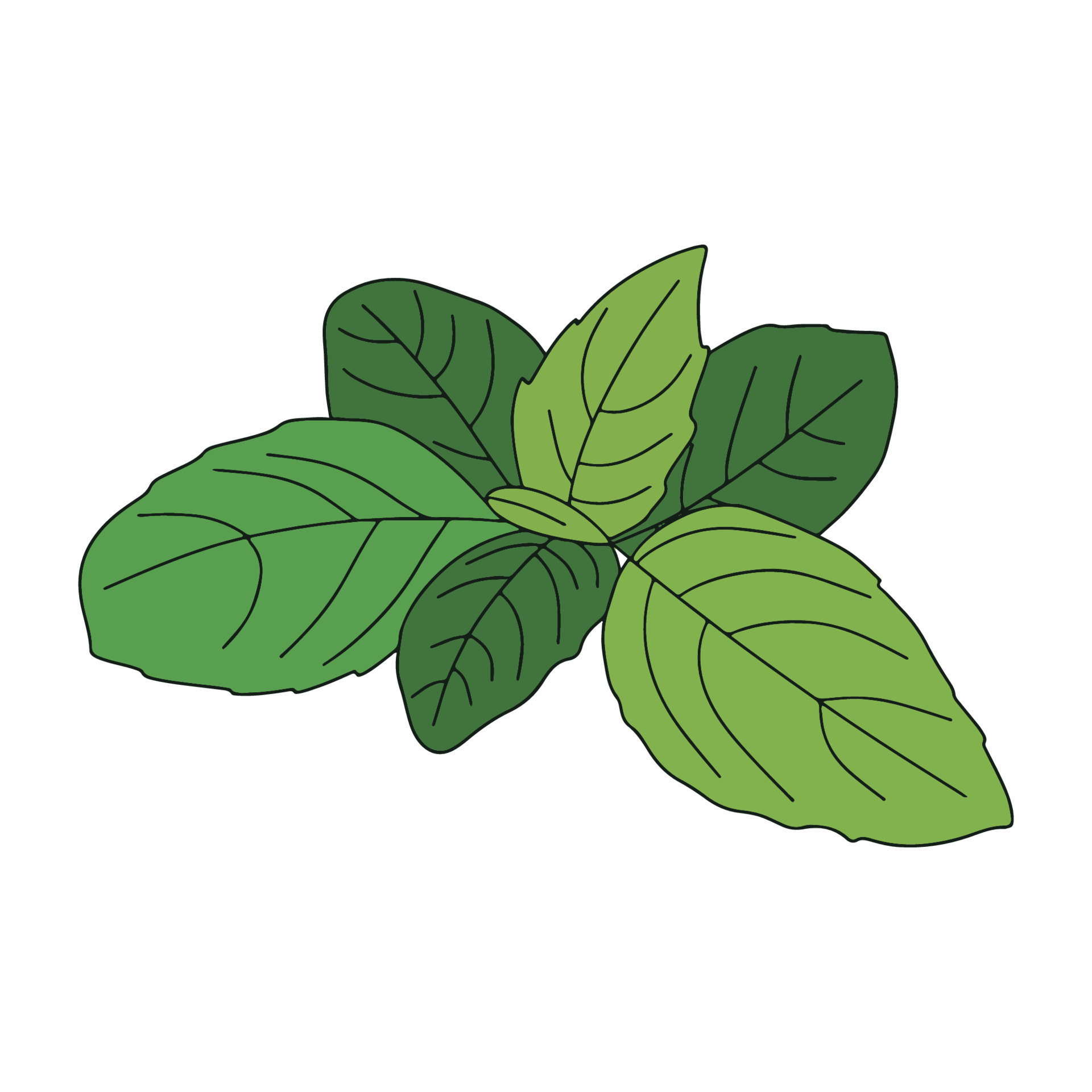 Fresh basil leaves isolated on transparent background. Vector