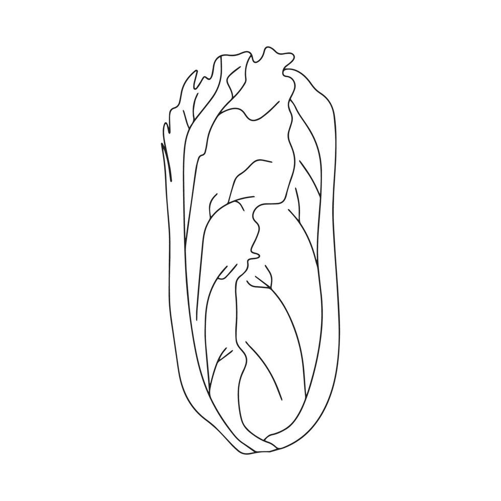 planta de lechuga de ensalada romana. hojas de vegetales verdes frescas orgánicas naturales. comida vegetariana. ilustración vectorial aislado sobre fondo blanco. vector
