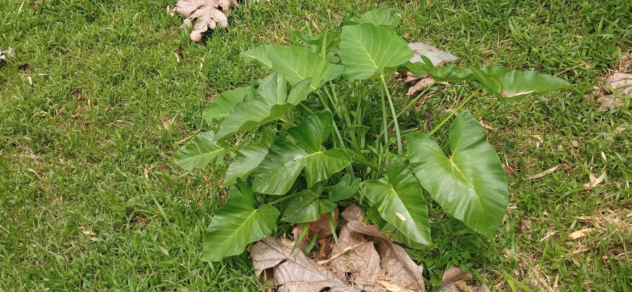 Taro plants in the wild for article attachment photo