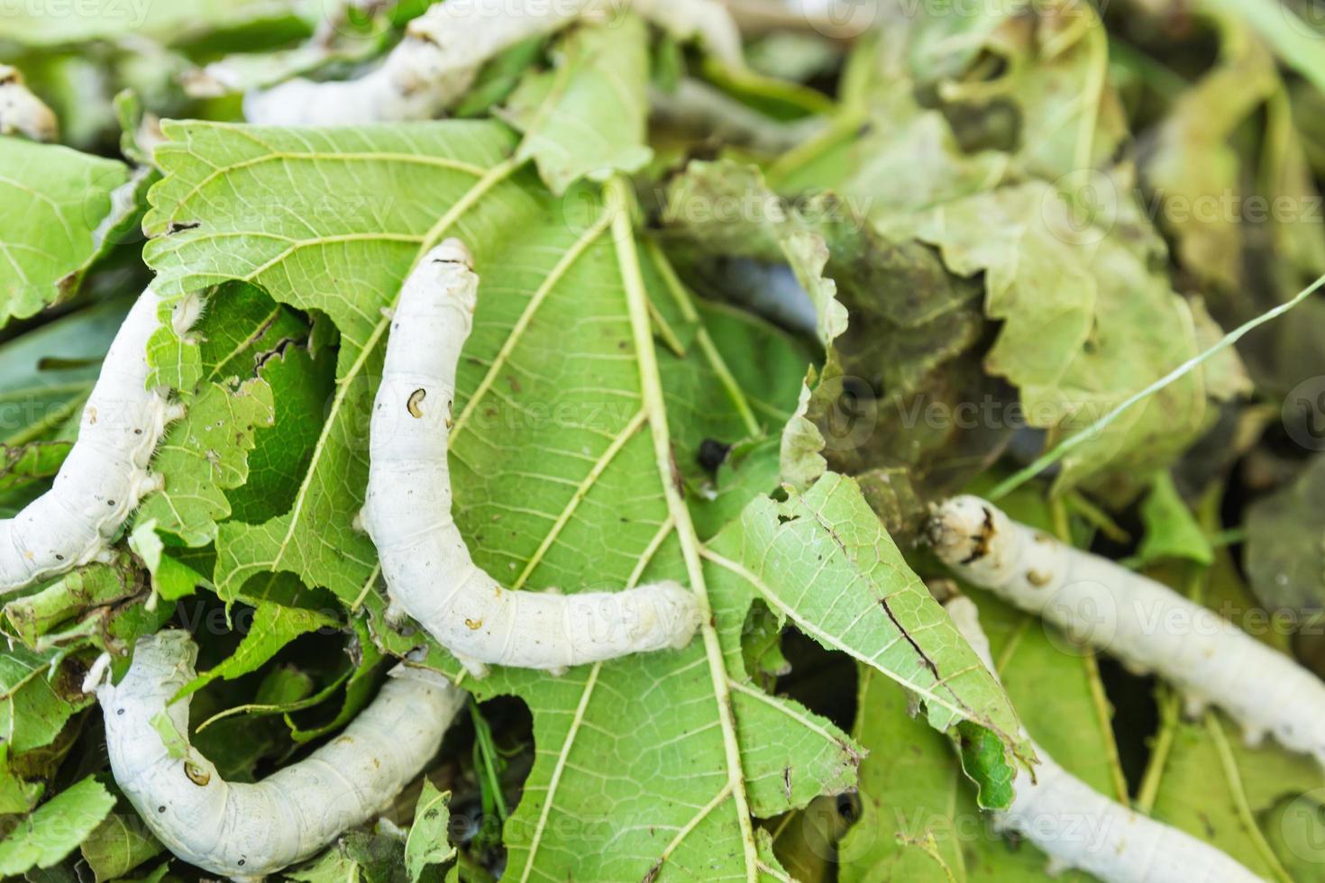 Silkworm close up photo