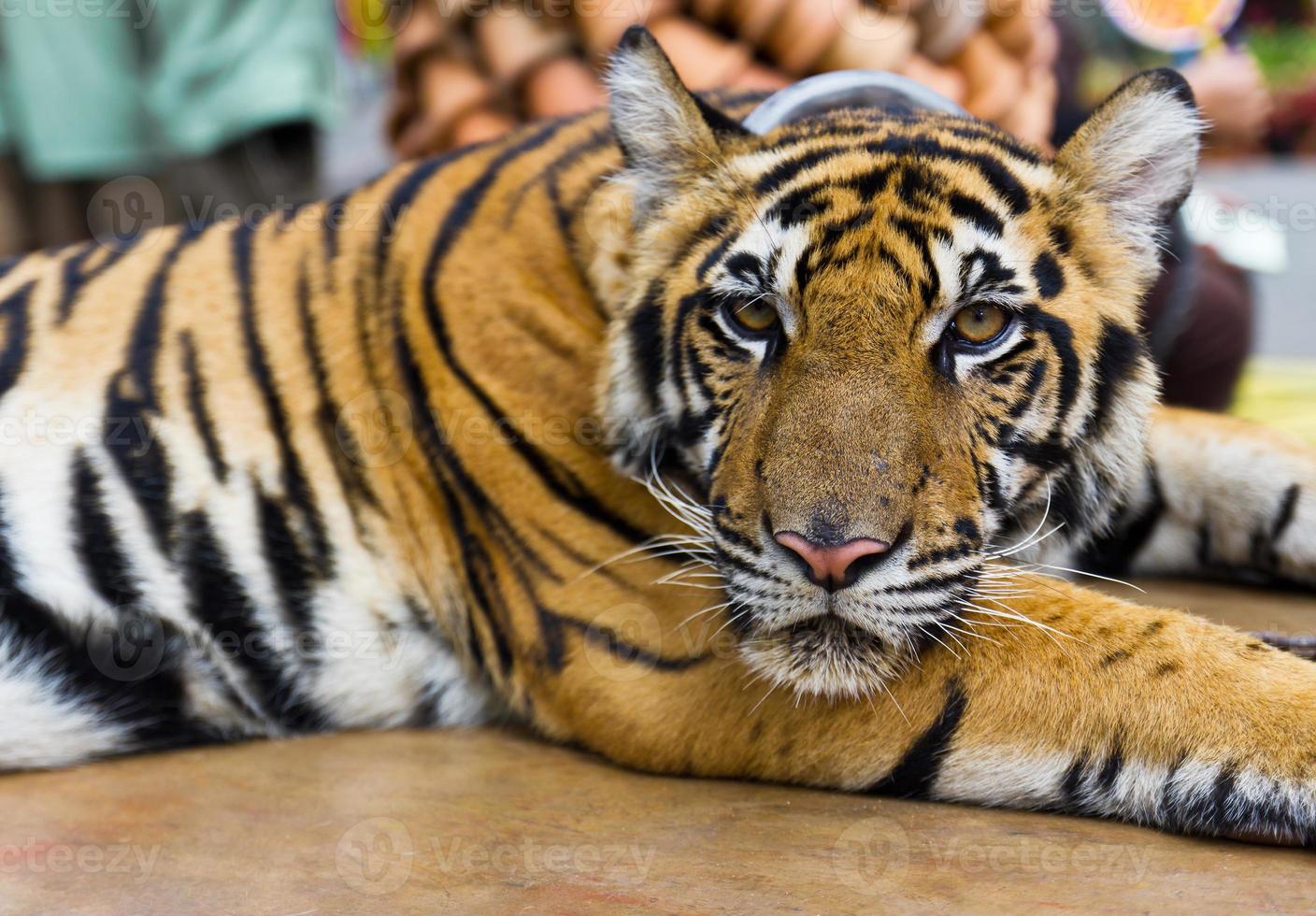 Tiger portrait clpse up photo