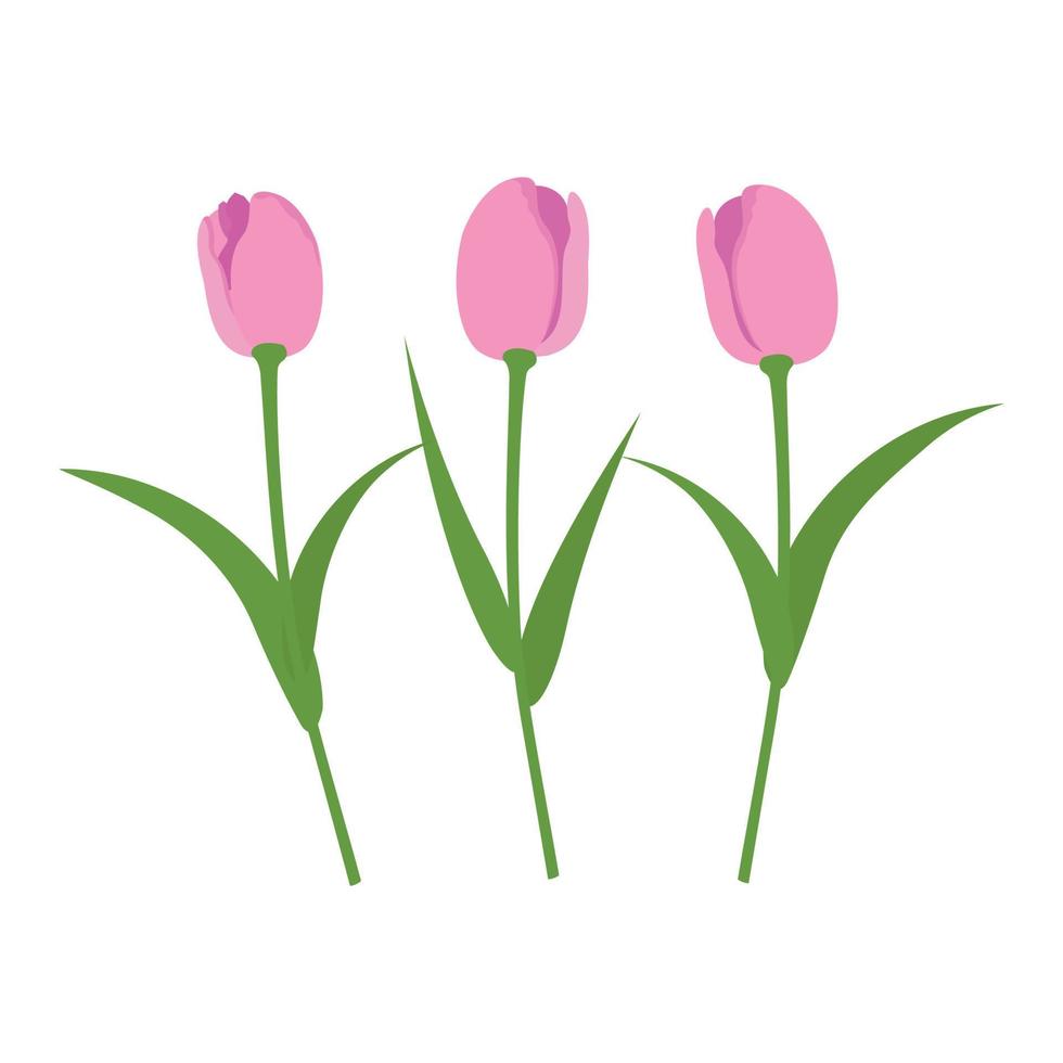 Vector set isolated pink tulips. Tulips in a flat style. Vector elements isolated on white background.