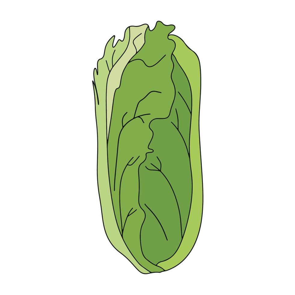 Romaine salad lettuce plant. Nature organic fresh green vegetable leaves. Vegetarian food. Vector illustration isolated on white background.