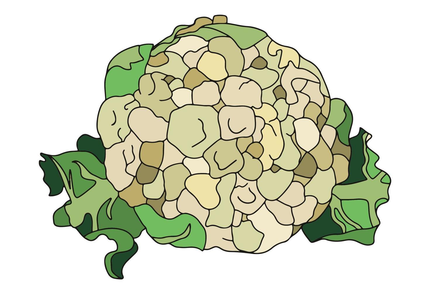 Cauliflower icon in flat style. isolated object. Vegetable from the garden. Organic food. Vector illustration