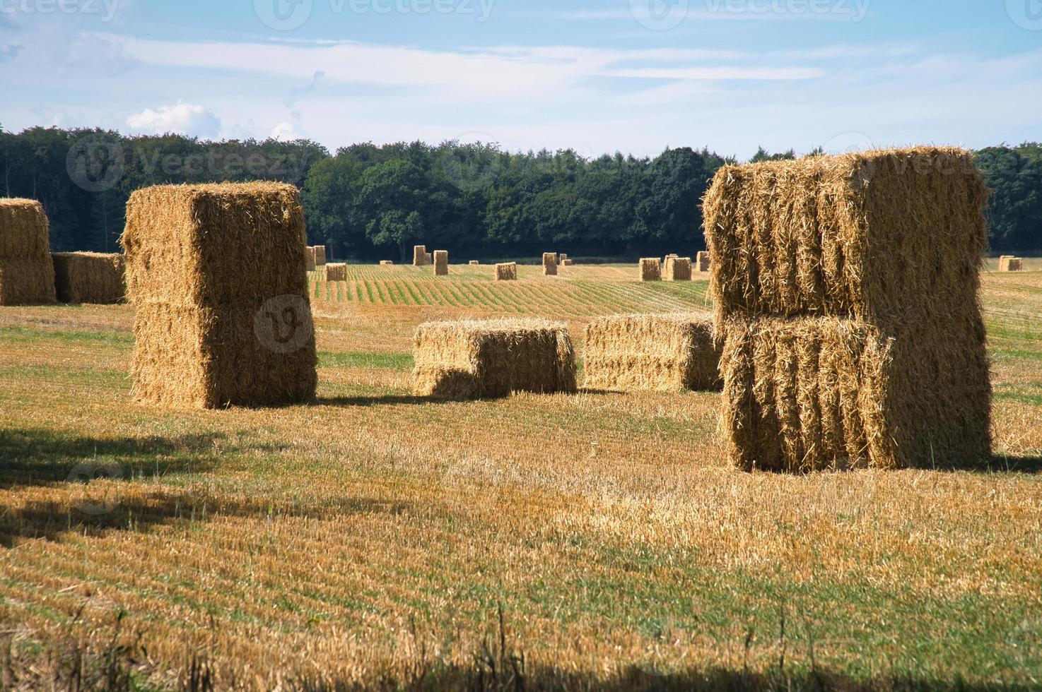 fardos de paja en un campo de trigo cosechado. suministro de alimentos.  agricultura para alimentar a la humanidad 13186997 Foto de stock en Vecteezy