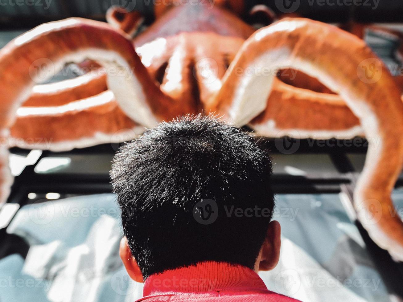 Rear view of a boy facing upwards toward the red octopus at a seafood restaurant photo