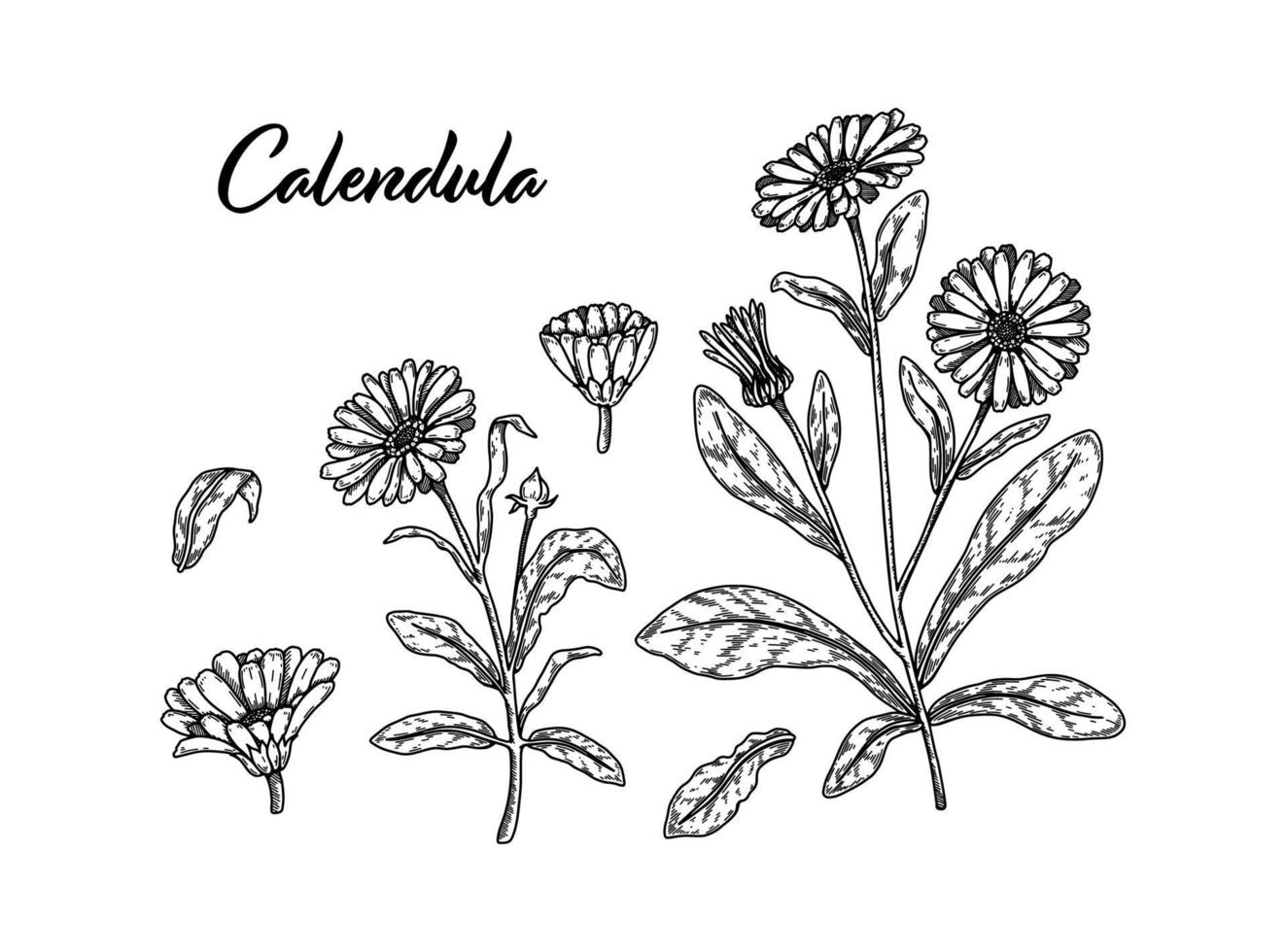 Set of hand drawn calendula flowers. Vector illustration in sketch stile. Realistic detailed botanical design elements