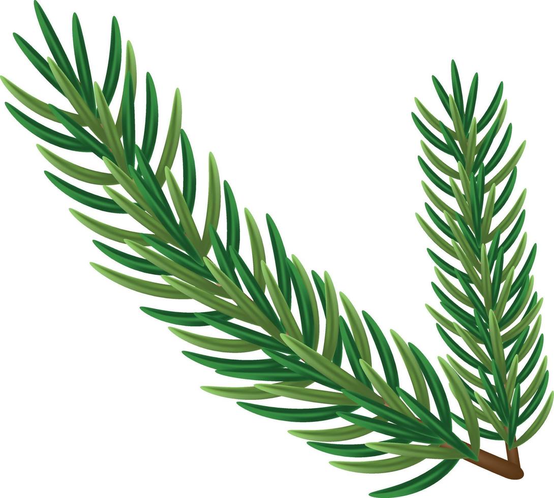 Green spruce branch in a beautiful style on a white background. white natural background. Isolated vector illustration. Green tree border.