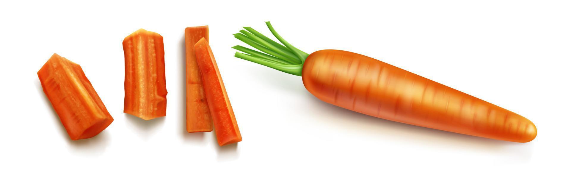 Carrot with green leaves vector isolated