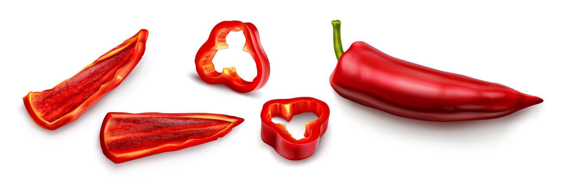 Red chili pepper, hot spicy paprika cayenne vector
