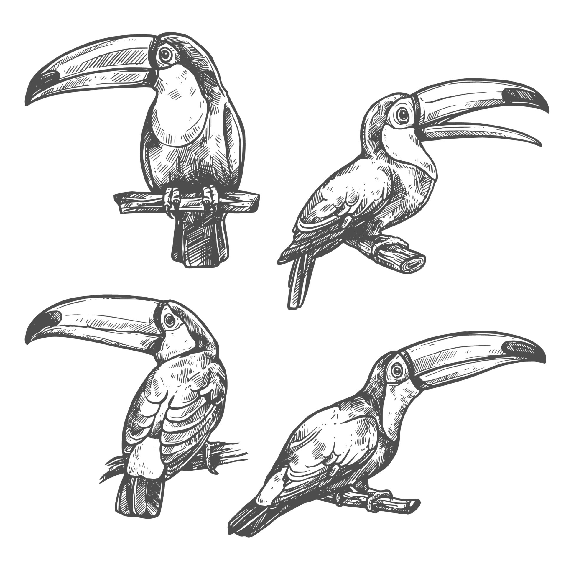 Toucan tropical bird sketch, exotic animal design 13195016 Vector Art at  Vecteezy