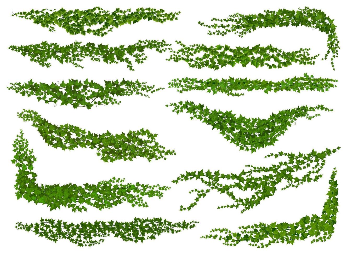 Isolated ivy lianas, nature dividers or corners vector